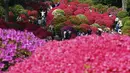 Untuk menikmati keindahan deretan bunga azalea di Kuil Nezu Shrine, para wisatawan hanya perlu merogoh kocek sekitar 200 yen atau setara Rp 27 ribu. (AP Photo/Eugene Hoshiko)
