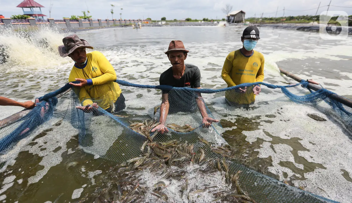 <p>Nelayan saat panen udang di tambak Desa Ketapang, Kabupaten Tangerang (21/01/2022). Program Gerakan Pembangunan Masyarakat Pantai (Gerbang Mapan) bertujuan untuk mempercepat penyediaan infrastruktur dasar pengembangan perekonomian dan wisata masyarakat pesisir.(Liputan6.com/Fery Pradolo)</p>