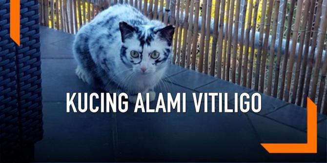 VIDEO: Warna Bulu Pudar, Kucing Lucu Ini Alami Vitiligo