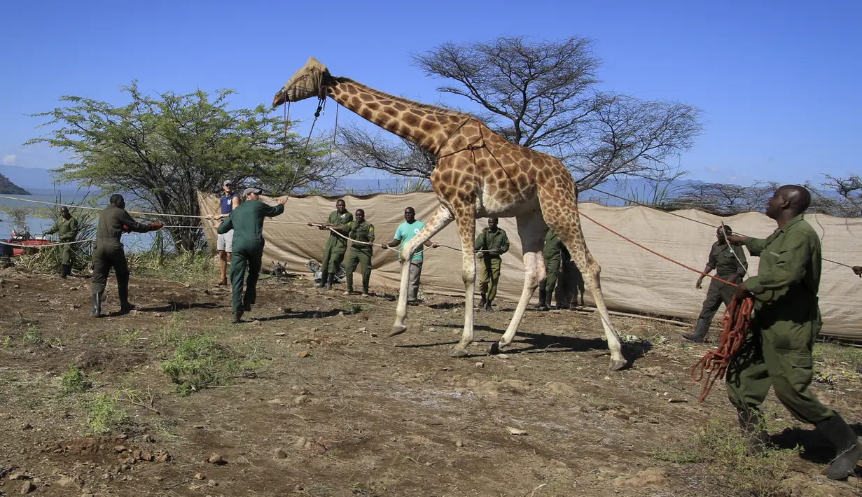 Jerapah jenis Rothschild yang terancam punah, ditutup matanya agar tetap tenang, ditangkap dengan tali sebelum diapungkan menggunakan tongkang baja khusus untuk dipindahkan dari pulau yang terendam banjir di Danau Baringo, Kenya dalam gambar pada 2 Desember 2020. (Northern Rangelands Trust via AP)