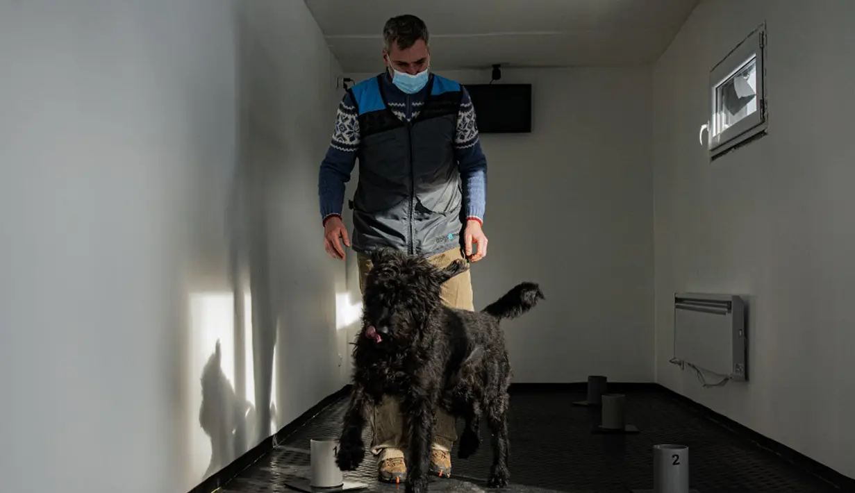 Kepala proyek Gustav Hotovy berdiri di belakang anjing Schnauzer besarnya di pusat pelatihan anjing pelacak COVID-19, Kliny, Republik Ceko, 22 Januari 2021. Anjing diminta mengendus wadah berisi selembar kain dengan aroma tubuh pasien COVID-19, dan kain lainnya sebagai pembanding. (Michal Cizek/AFP)