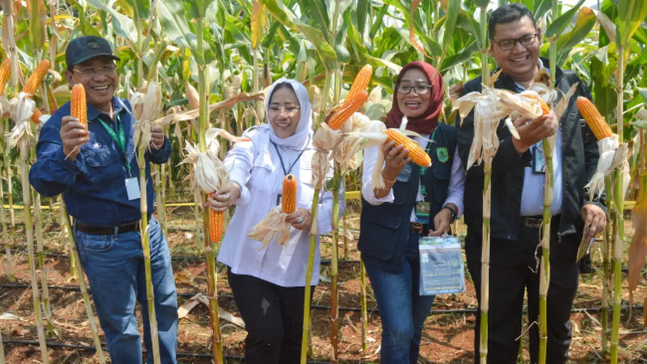 Selain Padi, Kabupaten Subang Juga Dilirik Untuk Pengembangan Produksi Jagung Nasional