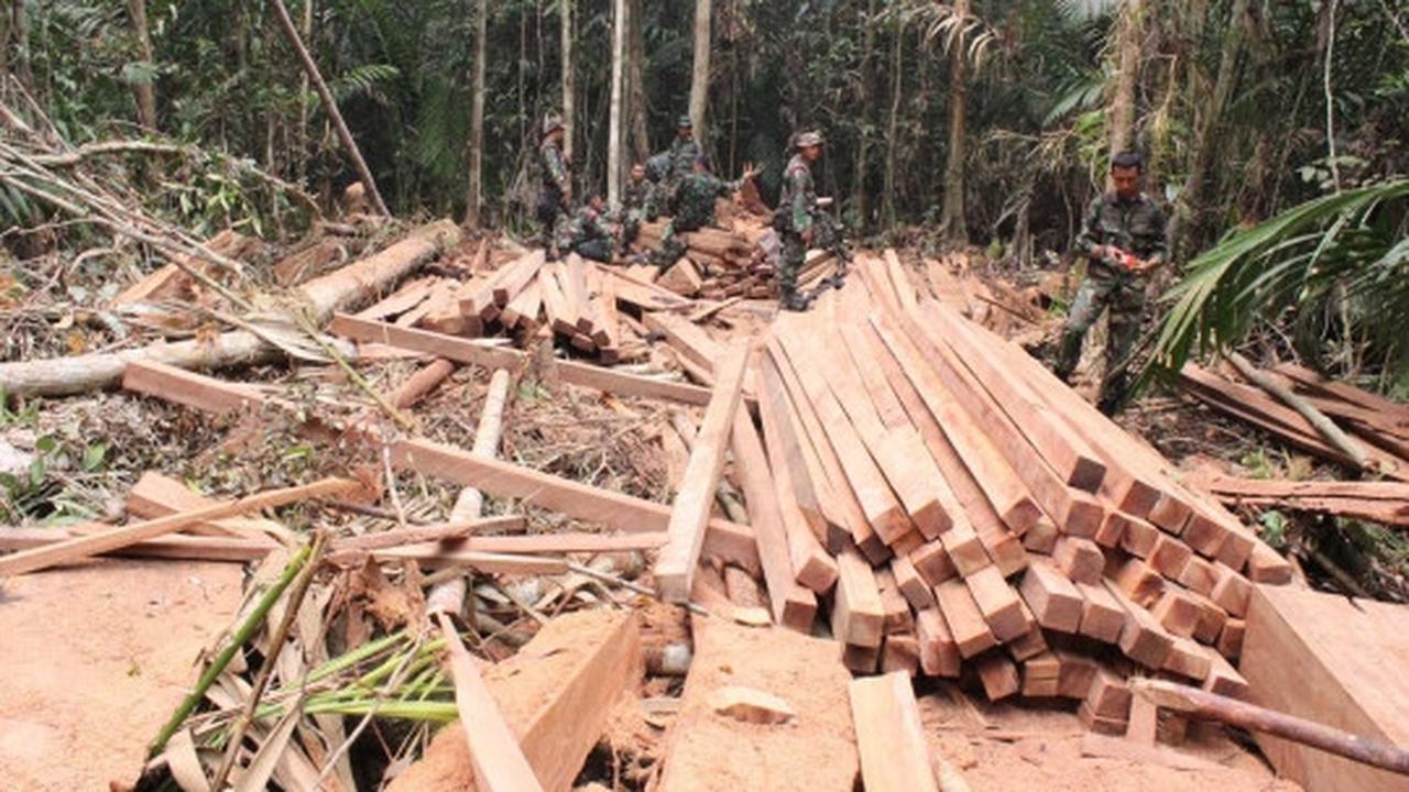 Aksi Marinir gagalkan illegal logging di Taman Nasional Sembilang