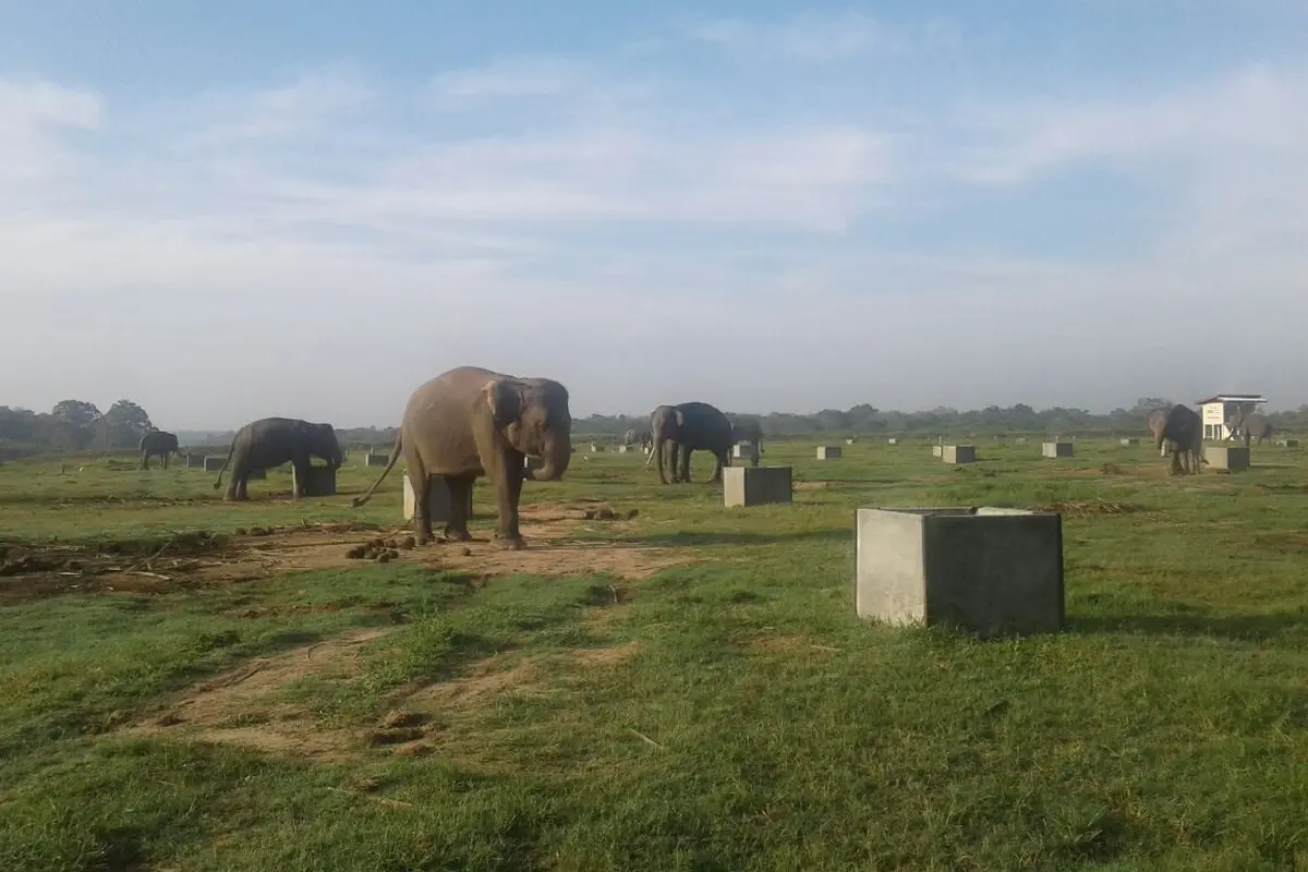 Gajah Sumatera