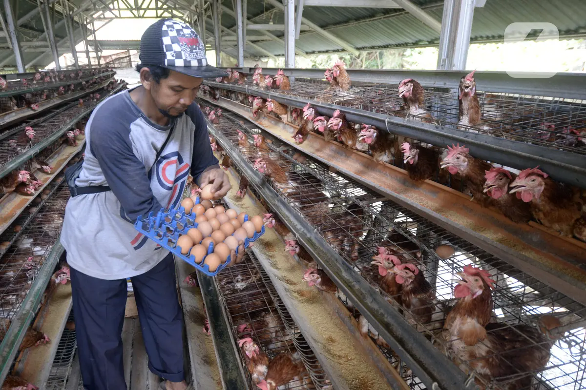 FOTO: Harga Telur Ayam