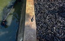 Kajian Ikan Sapu-sapu Diusulkan Masuk APBD Perubahan DKI, Anggarannya Rp 250 Juta