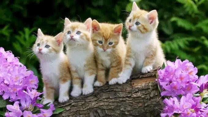 580 Koleksi Gambar Binatang Kucing Lucu HD Terbaru