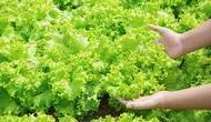 Cara Menanam Selada dari Bonggol Bekas, 6 Langkah Mudah dari Sisa Dapur hingga Panen