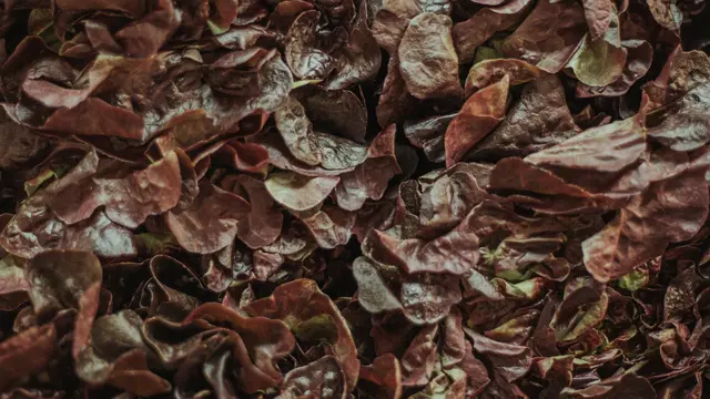 Tumpukan daun kering (Foto: freepik)
