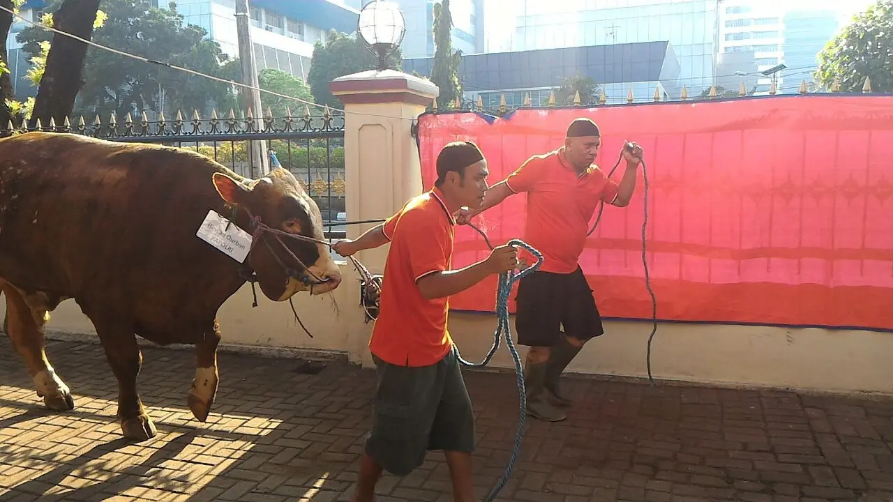 Sapi sumbangan Kapolri Jenderal Tito Karnavian