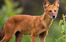 Mengenal Ajag, Anjing Hutan Asli Indonesia Punya Lolongan Panjang tapi Bukan Serigala