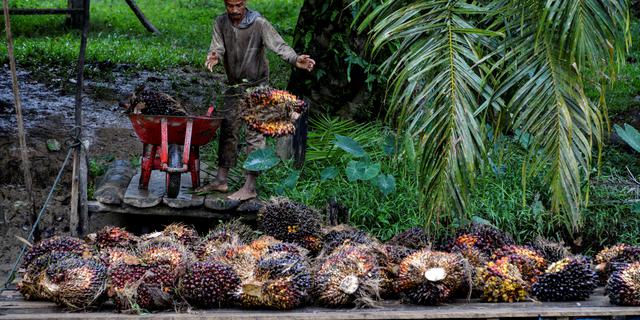 Ini Bukti Industri Sawit Terapkan Prinsip Ekonomi Hijau dan Keberlanjutan