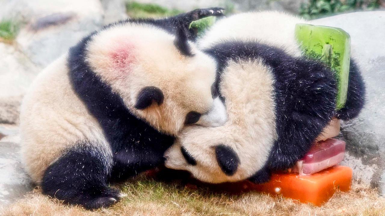 FOTO: Lucunya Panda Kembar De De & Jia Jia Rayakan Ulang Tahun Pertama di Hong Kong