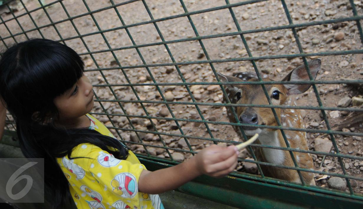 Seorang anak memberi makan seekor rusa saat berkunjung ke Ragunan, Jakarta, Minggu (25/12). Hampir setiap tahun, Ragunan selalu dipadati pengunjung saat libur panjang. (Liputan6.com/Helmi Afandi)