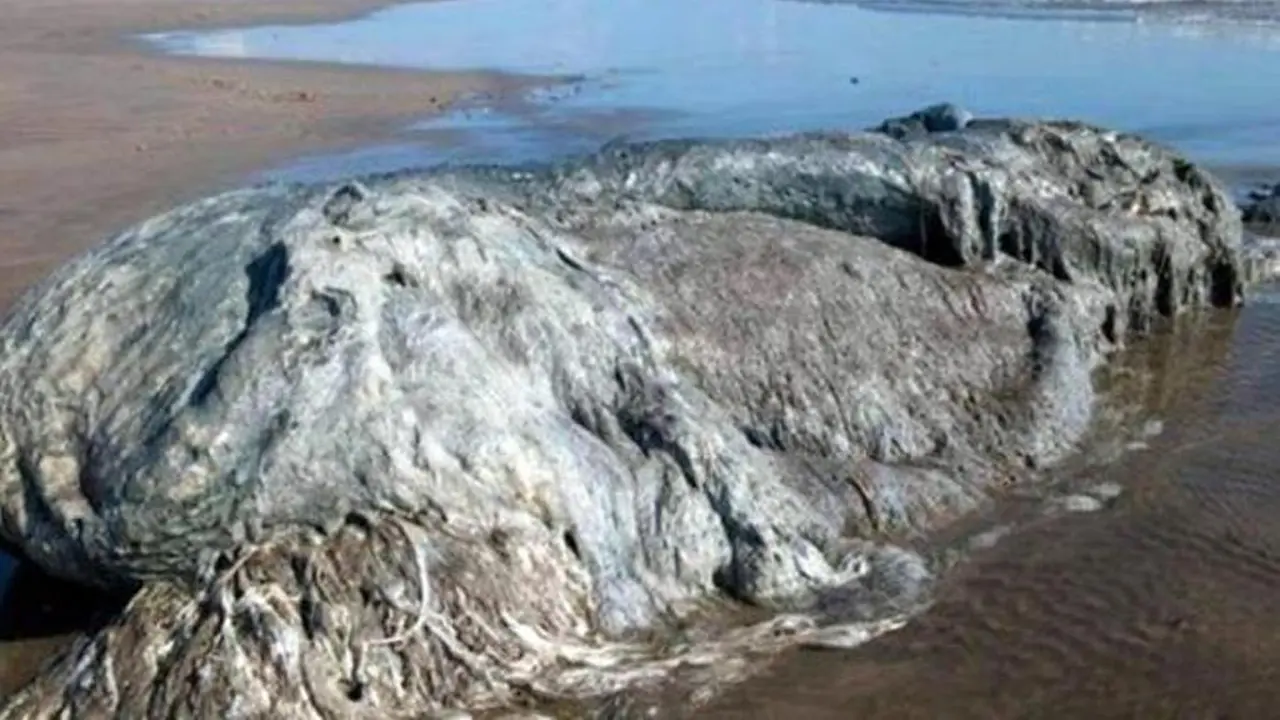 Hewan laut sepanjang 4 meter itu ditemukan di Pantai Bonfil, Acapulco (Foto: Australscope/CEN).