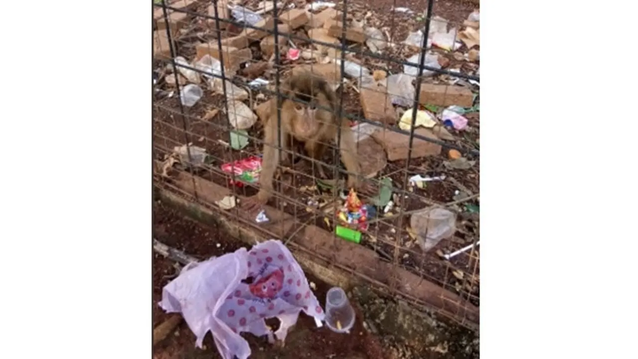 Tak Layak Huni, 4 Potret Mini Zoo Ini Bikin Miris