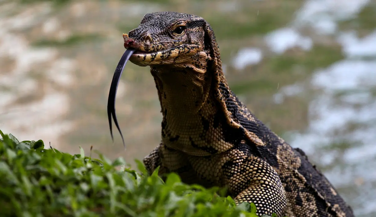 Seekor biawak terlihat di Taman Lumpini, Bangkok, Thailand, Selasa (20/9). Pekerja taman setempat menangkap biawak yang panjangnya hampir 2 meter tersebut. (REUTERS / Athit Perawongmetha)