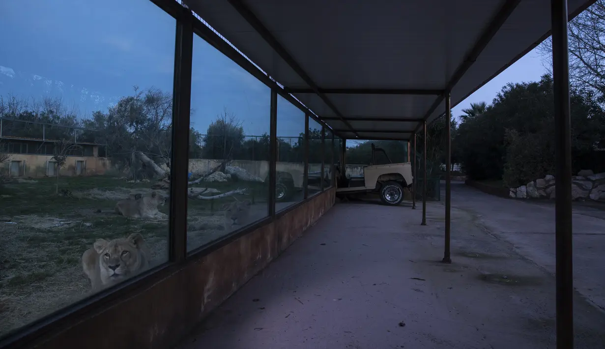 Singa Angola melihat keluar dari balik kaca di kandangnya di Attica Zoological Park di Spata, dekat Athena, 21 Januari 2021. Setelah hampir tiga bulan tutup karena virus corona COVID-19, satu-satunya kebun binatang Yunani terancam tutup akibat tidak adanya pemasukan. (AP Photo/Petros Giannakouris)