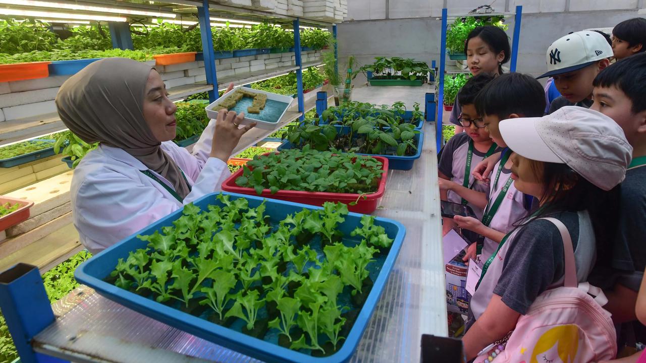 FOTO: Belajar Hidroponik di Kebun Vertikal Tertinggi di Indonesia