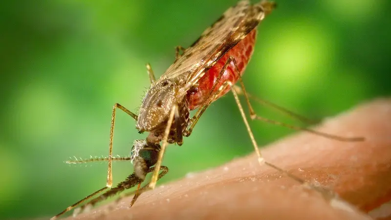 nyamuk anopheles penyebar malaria