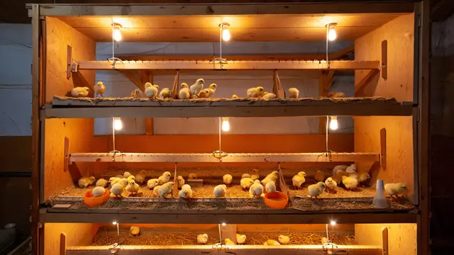 Desain Kandang Optimal untuk Anak Ayam Baru Menetas (AI)