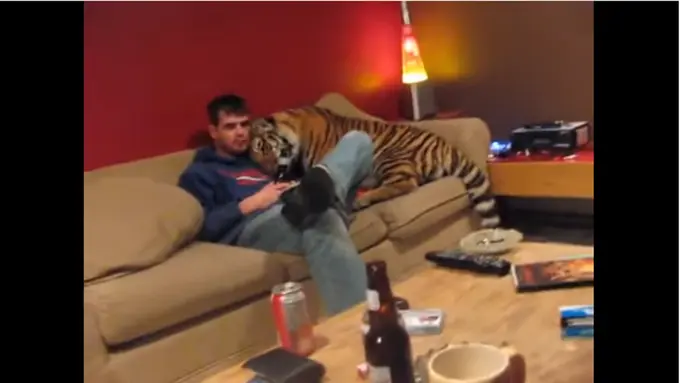 Video Ini Buktikan bahwa Manusia Bisa Akur dengan Binatang Buas