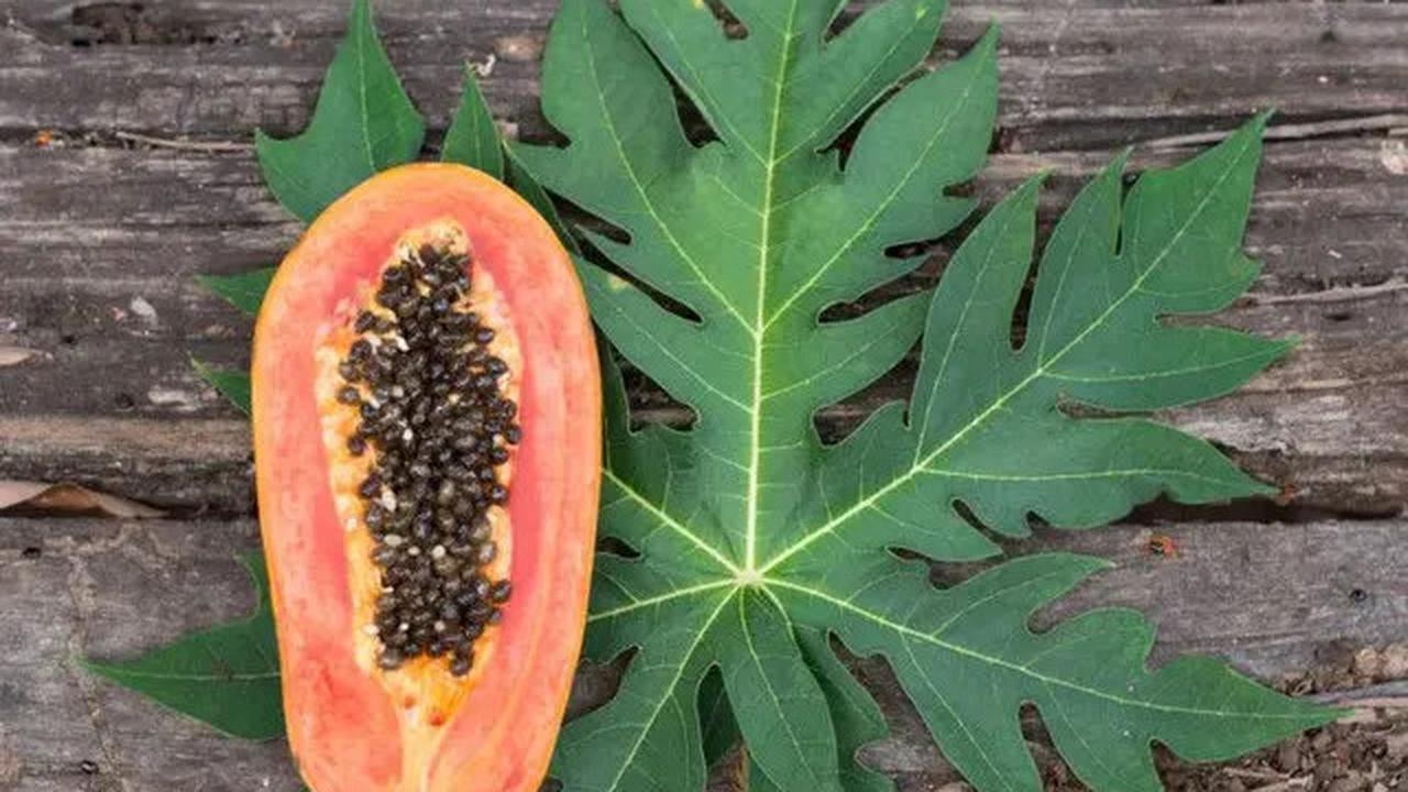 Manfaat Daun Pepaya untuk Menurunkan Kolesterol Secara Alami
