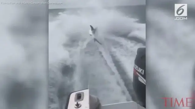 Tiga pria ditangkap karena menyeret hiu dengan speedboat. Mereka membagikan video tersebut di media sosial.