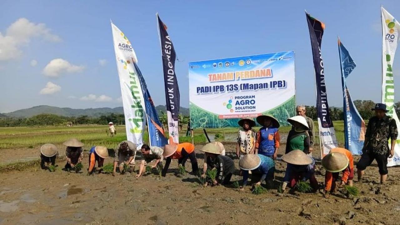 Alumni IPB Jembatani Inovasi Varietas Padi IPB13Senopati untuk Tingkatkan Produktivitas Petani Banyumas
