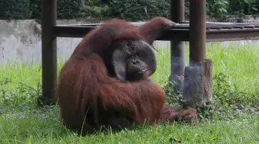 Potongan gambar dari video memperlihatkan orangutan bernama Ozon mengisap rokok di dalam kandangnya di Kebun Binatang Bandung, Jawa Barat, 4 Maret 2018. Orangutan 22 tahun itu mengisap rokok yang dilempar secara sengaja oleh pengunjung. (AP Photo)