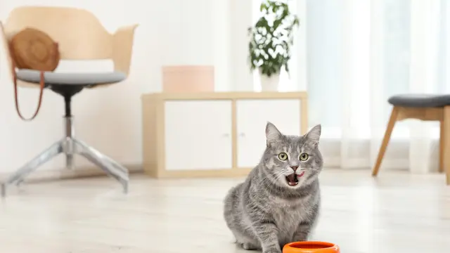 Wet Food x Dry Food, Mana yang Cocok untuk Kucing?