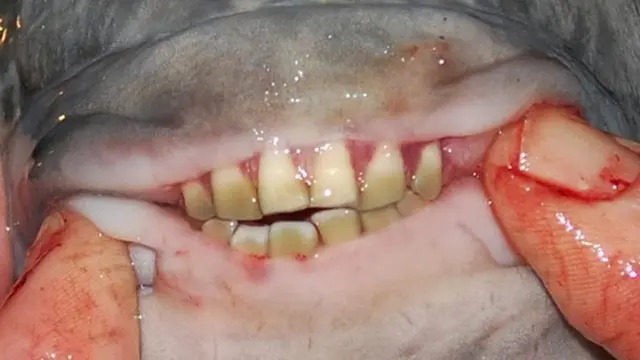 ikan pacu