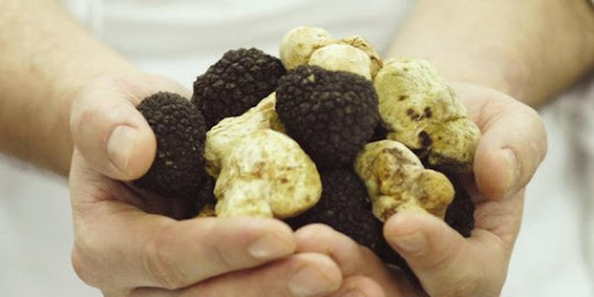 truffle