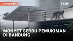 Kawanan monyet dikabarkan menyerbu pemukiman warga di Bandung. Tepatnya di kawasan Antapani hingga Arcamanik sejak Jumat (25/11/2022) pagi. Sejumlah warga mengingatkan tetangga untuk menutup pintu rumah.