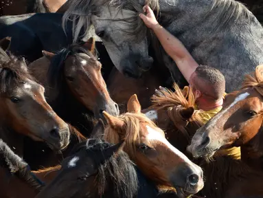 Seorang pria atau biasa disebut Aloitadors mencoba berpegangan pada kuda liar selama festival tradisional "Rapa das Bestas" di Desa Sabucedo, Spanyol, 7 Juli 2018. Festival tradisional ini sudah berlangsung sejak 400 tahun lalu. (AFP/MIGUEL RIOPAv)