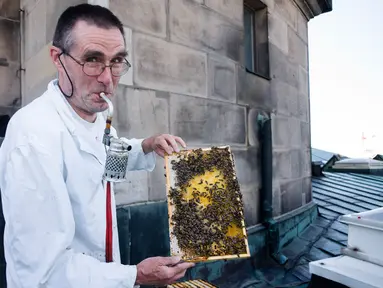 Peternak lebah, Uwe Marth menunjukkan sarang lebah madu yang diproduksi di atap Katedral Berlin di Berlin, 14 Mei 2018. Seseorang tidak akan mengira kalau ibu kota Jerman itu adalah lokasi ideal untuk beternak lebah dan produksi madu (AP/Markus Schreiber)