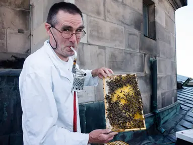 Peternak lebah, Uwe Marth menunjukkan sarang lebah madu yang diproduksi di atap Katedral Berlin di Berlin, 14 Mei 2018. Seseorang tidak akan mengira kalau ibu kota Jerman itu adalah lokasi ideal untuk beternak lebah dan produksi madu (AP/Markus Schreiber)