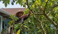 Cara Merangsang Pohon Buah agar Cepat Berbunga dan Berbuah, Hasilkan Panen Berkualitas