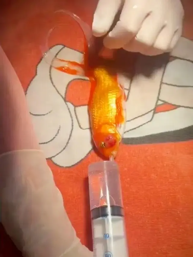Tumor di Ikan Mas