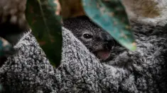 Bayi koala berusia tujuh bulan saat difoto di Kebun Binatang Lisbon, Lisbon, Portugal, 13 Februari 2020. Koala adalah sejenis hewan berkantung berasal dari Australia, memiliki waktu tidur sekitar 18 hingga 20 jam sehari. (PATRICIA DE MELO MOREIRA / AFP)