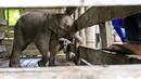 Anak gajah liar yang kehilangan separuh belalainya dirawat di pusat konservasi gajah di Saree, Aceh Besar, pada 15 November 2021. Anak gajah betina yang diperkirakan berumur 12 bulan itu mengalami luka serius akibat terkena jerat dibagian tengah belalai pada Minggu (14/11). (AP Photo/Munandar, File