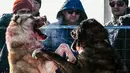 Penonton menyaksikan dua Anjing Gembala Asia Tengah (Alabay) bertarung di arena pertarungan bersalju di Kota Bishkek, Kyrgyzstan (18/11). (AFP Photo/Vyacheslav Oseledko)