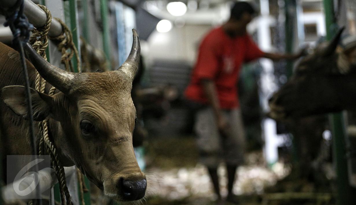 Petugas memeriksa kondisi sapi yang baru saja tiba di Pelabuhan Tanjung Priok Jakarta, Selasa (9/2). Kementerian Pertanian RI mendatangkan sebanyak 500 ekor sapi asal NTT diangkut dengan kapal khusus ternak Camara Nusantara I. (Liputan6.com/Faizal Fanani)