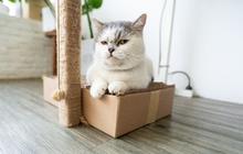 Gejala FLUTD pada Kucing, Berikut Penyebab dan Cara Mengatasinya