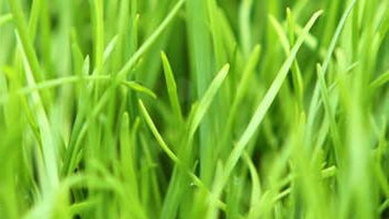 2. Rumput Ryegrass<br>