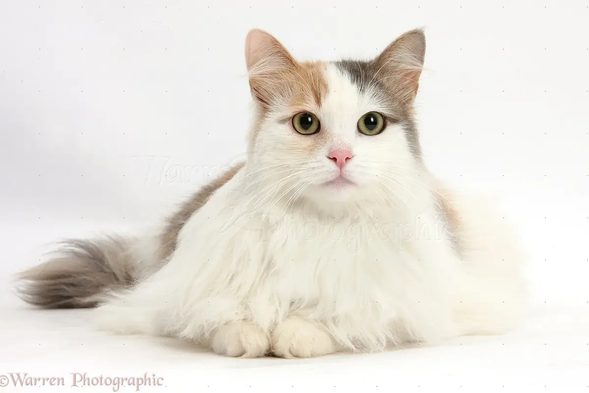 [Bintang] Kucing Turkish van