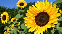 Ilustrasi bunga matahari (dok. Pixabay.com/Putu Elmira)