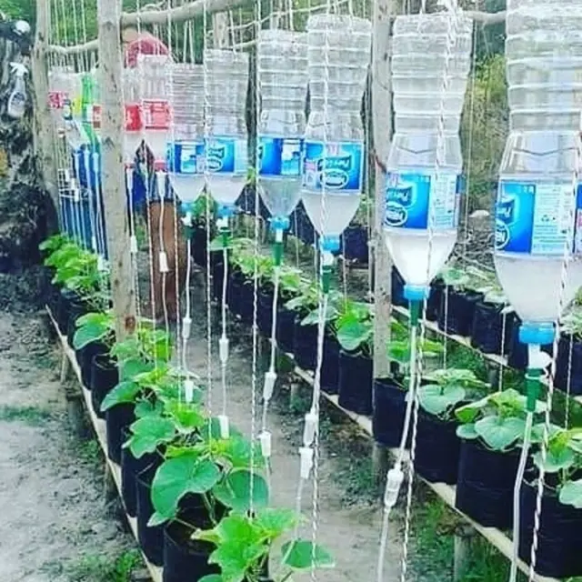 6 Cara Nyeleneh Orang Berkebun Ini Bikin Tepuk Jidat