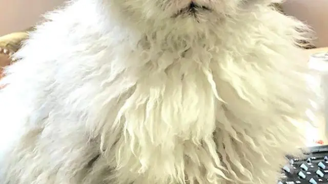 Tak Pernah Senyum, Kucing Berwajah Marah Ini Banjir Pengikut di Instagram