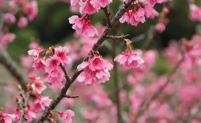 Sakura mekar di Okinawa. (Sumber Max Pixel untuk ranah publik via Creative Commons)